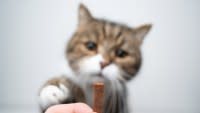 best-calming-best-calming-cat-treatscat-treats