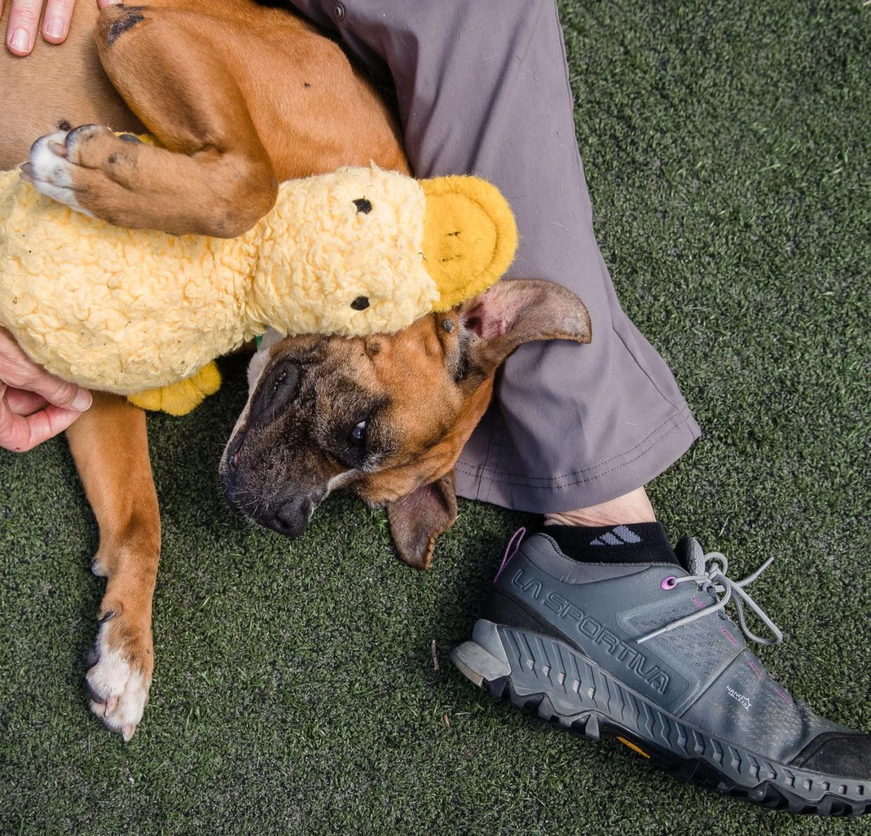 <span class="caption">A volunteer plays with a rescued dog at the San Diego Humane Society on April 21, 2020.</span> <span class="attribution"><a class="link " href="https://www.gettyimages.com/detail/news-photo/laura-wojtysiak-a-photographer-and-volunteer-of-one-year-news-photo/1211025652" rel="nofollow noopener" target="_blank" data-ylk="slk:Ariana Drehsler/AFP via Getty Images;elm:context_link;itc:0;sec:content-canvas">Ariana Drehsler/AFP via Getty Images</a></span>