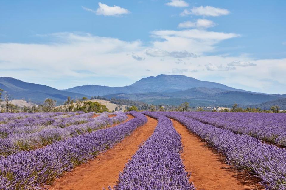 Bridestowe lavender farm in northern Tasmania