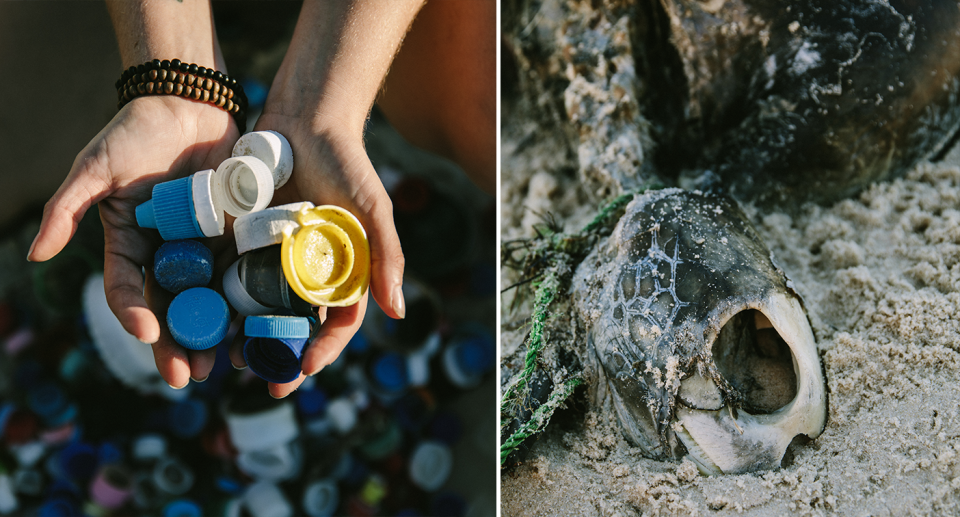 A woman holds her hands towards the camera, they are filled with bottle caps. A close up image of a dead green sea turtle's head, showing skull.