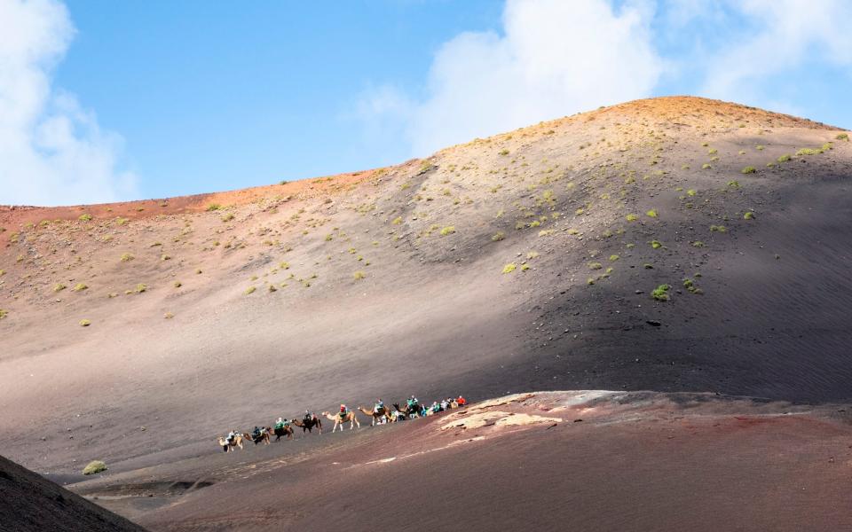 Tourists riding camels in Timanfaya National Park - Moment RF