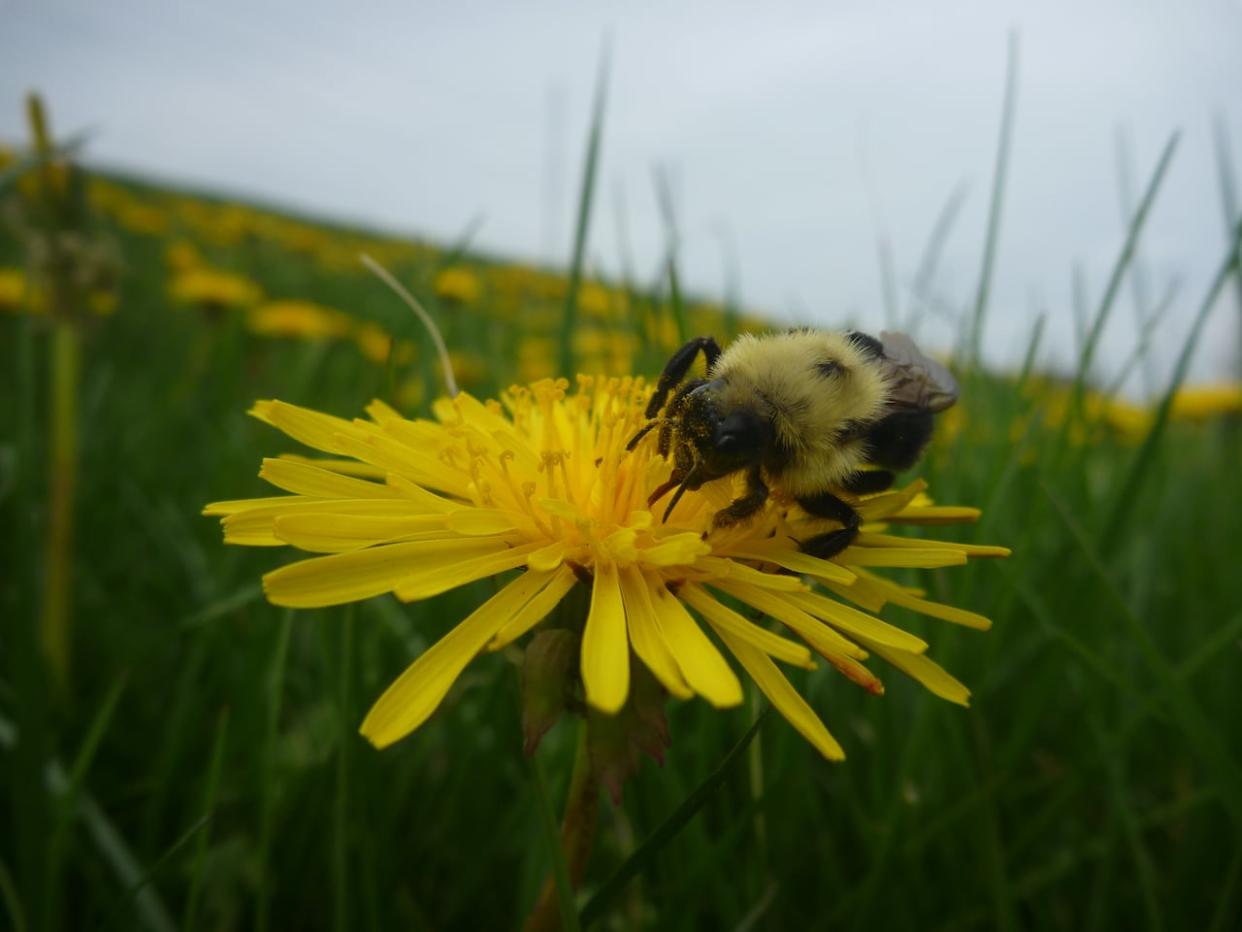 A common eastern bumblebee lands atop a dandelion. Researchers from the University of Ottawa suggests the social insects may be more resilient to flooding than we thought. (Victoria MacPhail  - image credit)