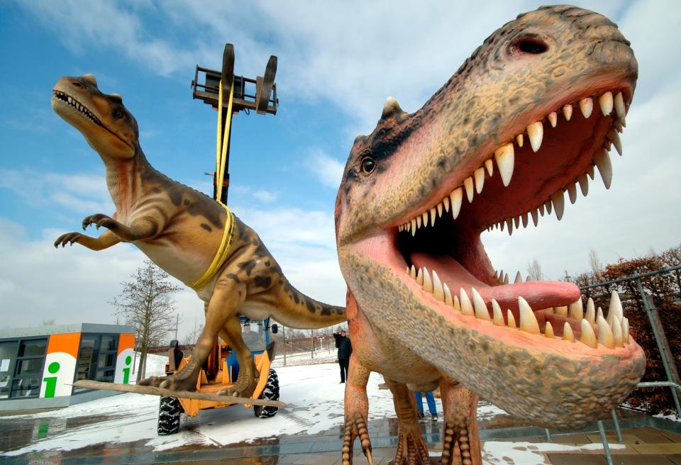 In this Tuesday, March 7, 2006 file photo, life-sized Tyrannosaurus rex models are unloaded for a dinosaur exhibition in Potsdam, Germany. A study released on Thursday, April 15, 2021, calculates that 2.5 billion Tyrannosaurus rex prowled North America over a couple million years or so, with maybe 20,000 at any given time.