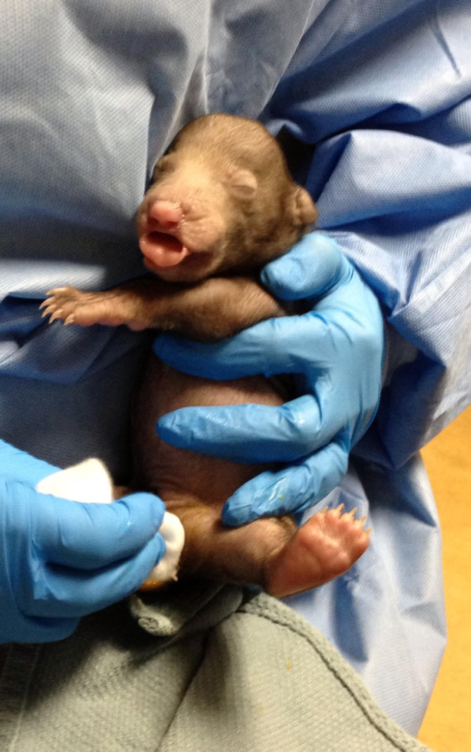 This handout photo provided by the Smithsonian's National Zoo, taken Jan. 8, 2014, shows a sloth bear Khali's newborn cub being cared for at the veterinary hospital at the zoo in Washington. Animal keepers at the National Zoo have saved a sloth bear cub after two others were eaten by the mother. The three cubs were born in December to a mother named Khali. One was eaten within 20 minutes, and a second cub was eaten after seven days. The zoo says it's not uncommon for carnivores to eat their young if they're compromised somehow. (AP Photo/Smithsonian's National Zoo)