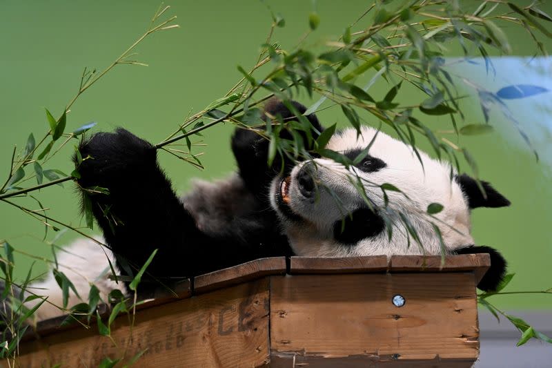 Tian Tian one of the giant pandas eats bamboo stalks in its enclosure at Edinburgh Zoo