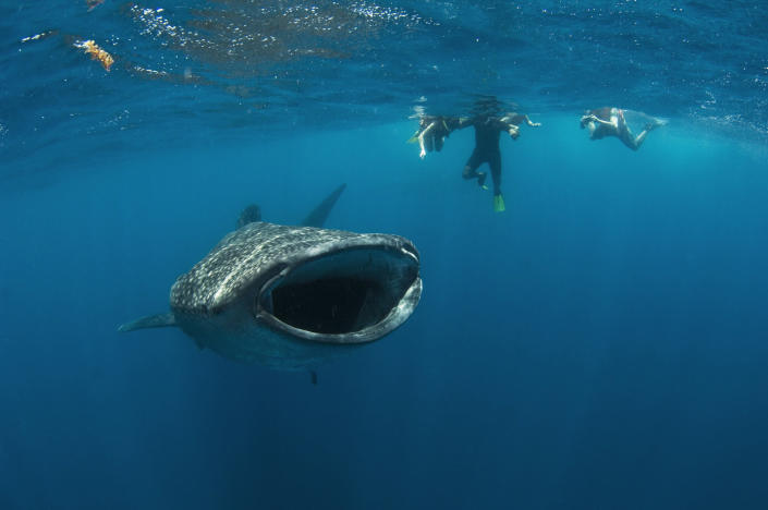 A whale shark skimming for fish eggs on the waters surface. (Photo: Mauricio Handler/ Handlerphoto.com/solent)