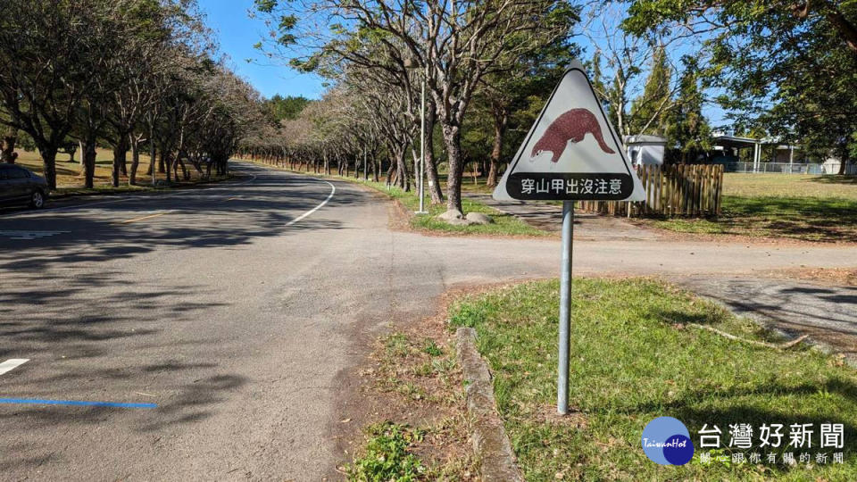 暨大常常可以見到穿山甲，在暨大校園內開車請減速慢行。（圖/暨大提供）