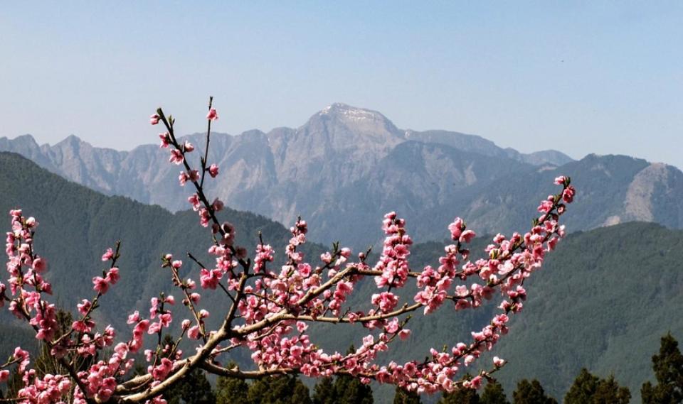 [2023 Cherry Blossom Season] Fushoushan Farm Thousand Cherry Blossom Garden & Wuling Farm Day Tour from Taipei (Guaranteed Departure). (Photo: KKday SG)