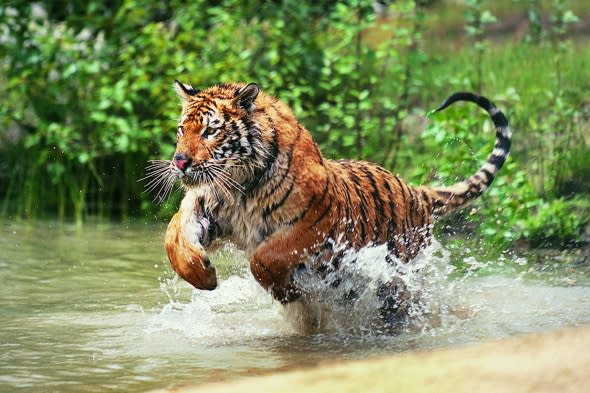 Father snatched from boat by Bengal tiger in front of children