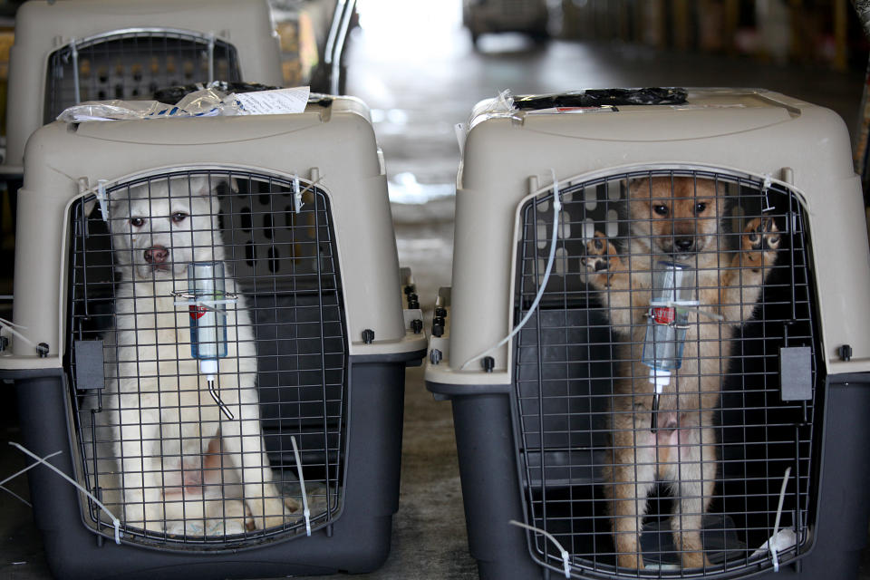 <p>In this image released on Thursday, March 19, 2015, 57 dogs rescued by Humane Society International and Change for Animals Foundation from a dog meat farm in Hongseong, South Korea, arrive in San Francisco. HSI worked with the farmer to remove the dogs from miserable conditions and close the doors of his facility for good. As part of the plan, HSI secured an agreement with him to stop raising dogs for food and move permanently to growing crops as a more humane way to make a living. HSI flew the dogs to San Francisco to be evaluated and treated for medical issues at the San Francisco SPCA. Some of the dogs will be transferred to additional HSI Emergency Placement Partners, including—East Bay SPCA, Marin Humane Society and the Sacramento SPCA. All the dogs will be found loving, permanent homes. In this image, dogs wait to be picked up from customs at the San Francisco airport. (Sammy Dallal/AP Images for Humane Society International) </p>