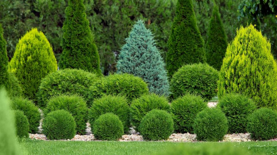 low maintenance landscaping front yard ideas evergreens