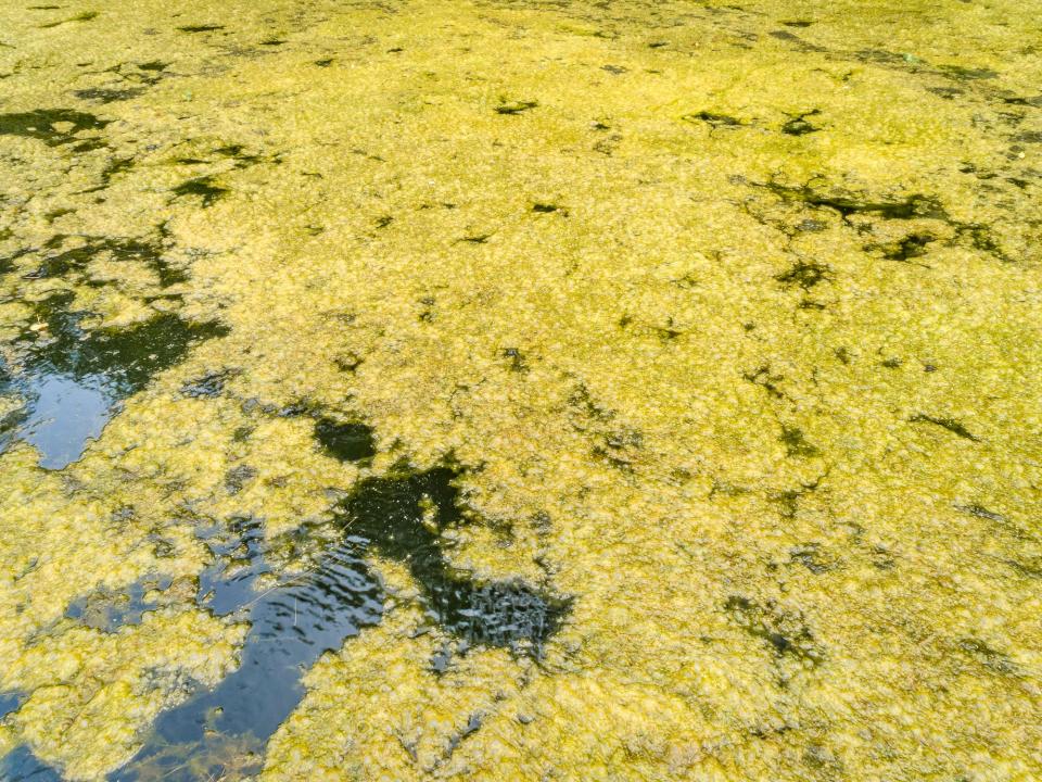 Mats of algae were present on Lake Munson when scientisits took water samples April 18, 2022