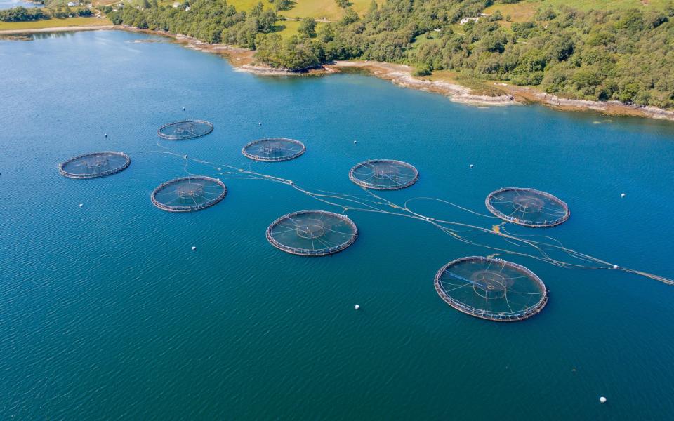 A fish farm in Scotland - Getty Images 