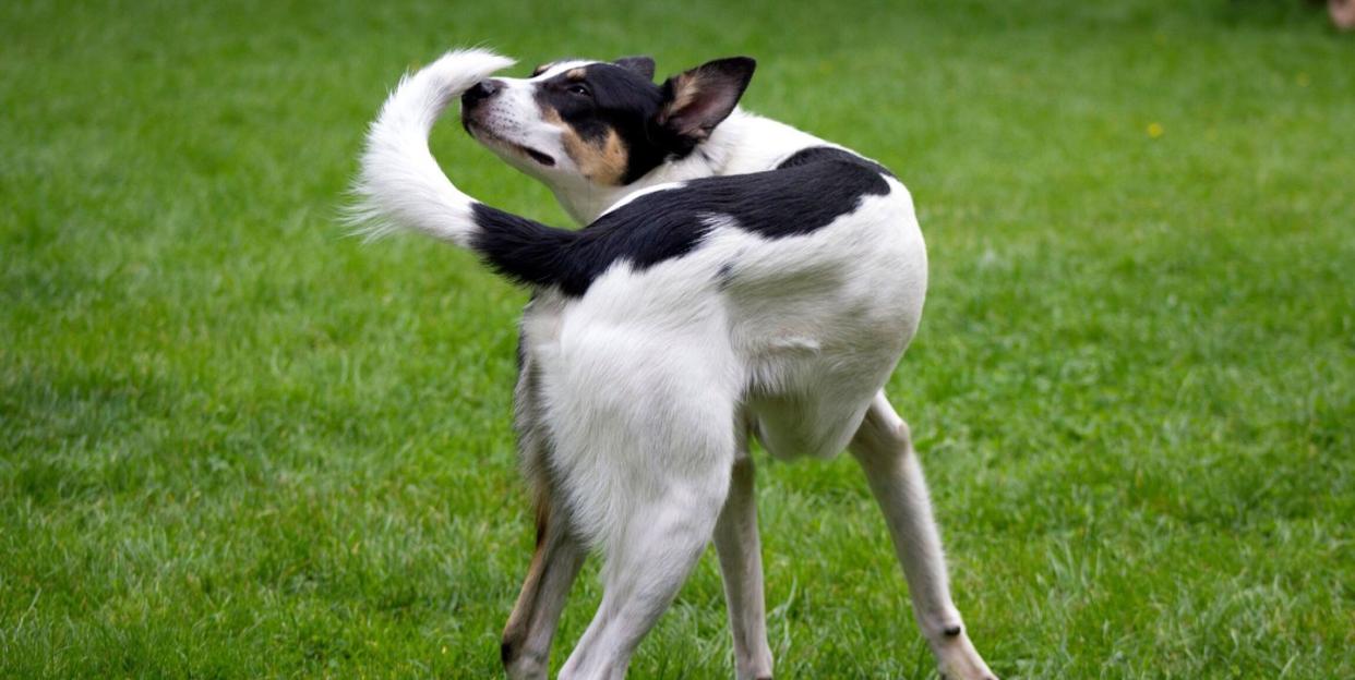 9 different meanings of your dog's wagging tail