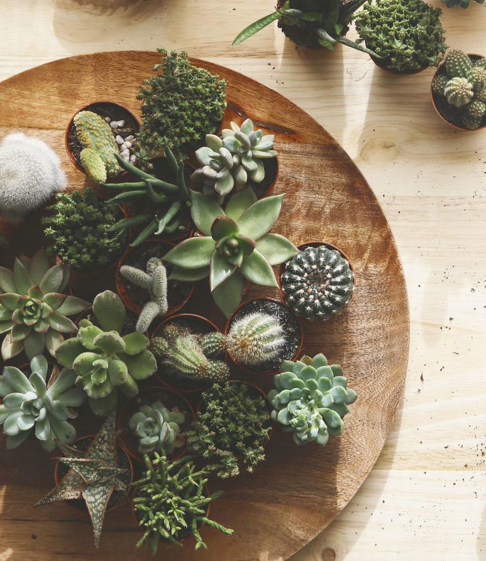 cactus and succulents on wood