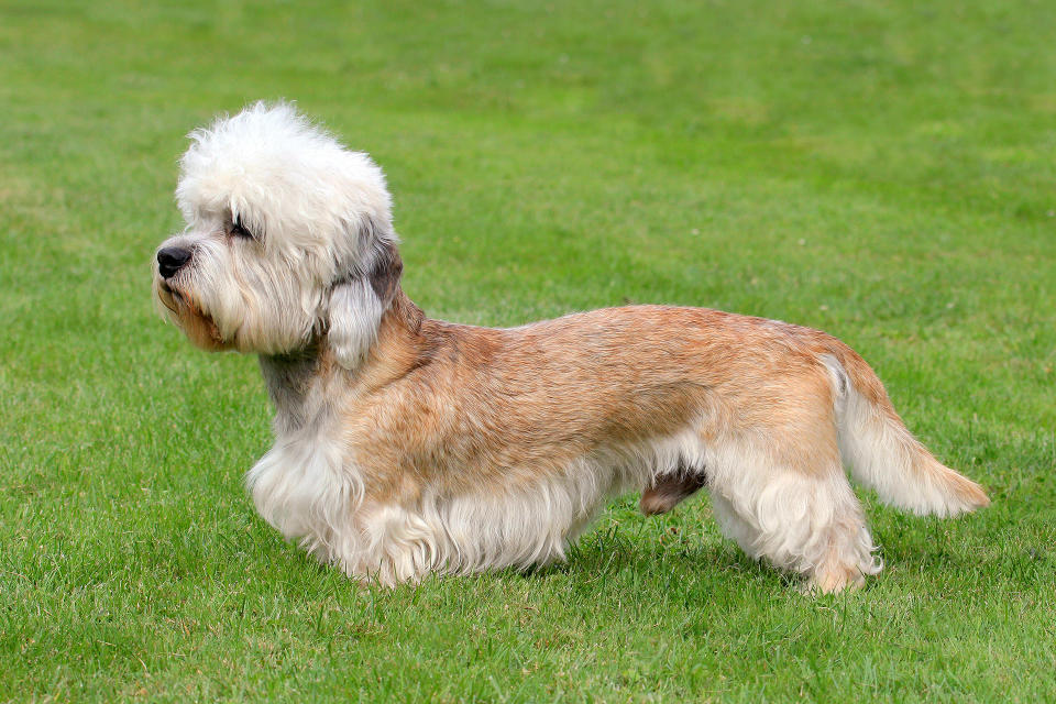 Dandie Dinmont Terrier