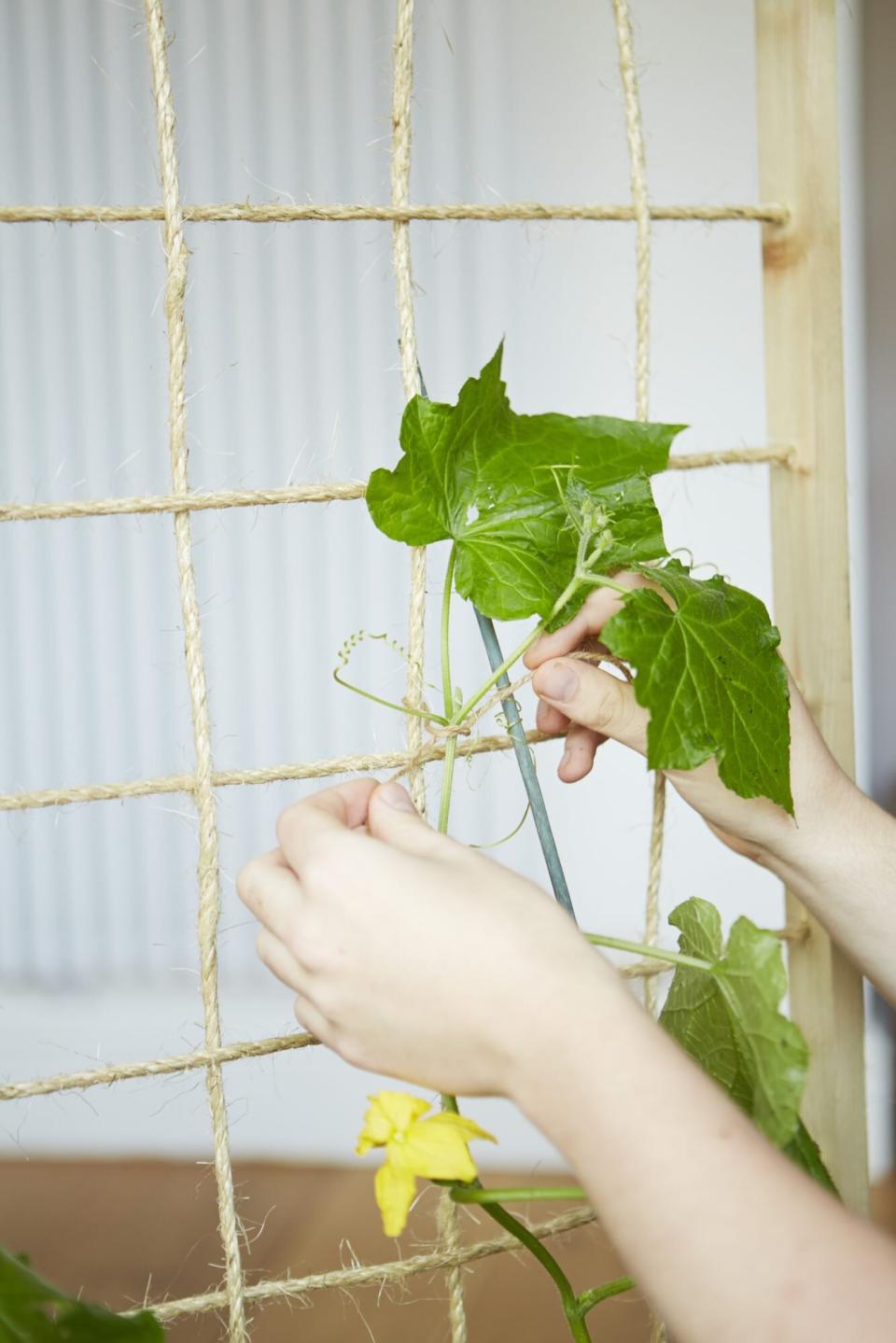 Hand hying cucumber vine to string cucumber trellis