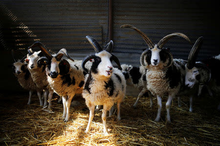 Jacob sheep stand in their barn in Ramot Naftali, Israel, February 21, 2018. Picture taken February 21, 2018. REUTERS/Amir Cohen