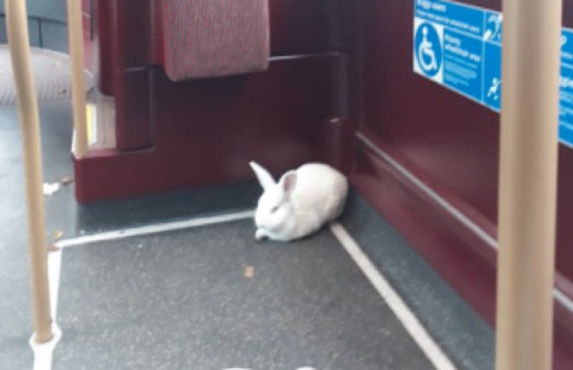 White rabbit spotted travelling on Tube and bus