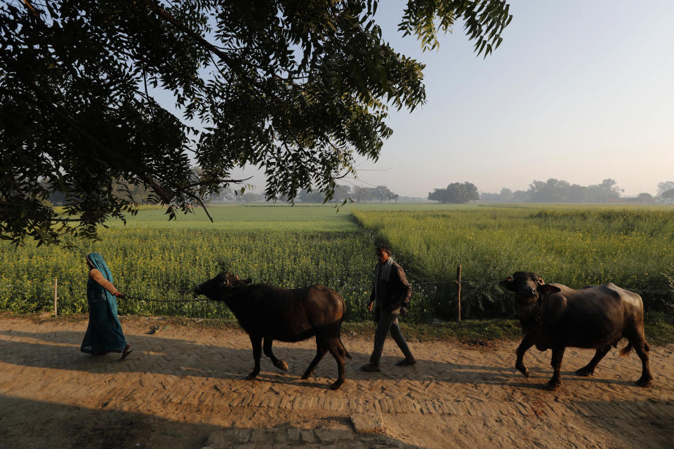 Indian farmer Ram Singh Patel, right, and his wife Kantee Devi take their cattle out in the open in Fatehpur district, 180 kilometers (112 miles) south of Lucknow, India, Saturday, Dec. 19, 2020. Patel's day starts at 6 in the morning, when he walks into his farmland tucked next to a railway line. For hours he toils on the farm, where he grows chili peppers, onions, garlic, tomatoes and papayas. Sometimes his wife, two sons and two daughters join him to lend a helping hand or have lunch with him. (AP Photo/Rajesh Kumar Singh)