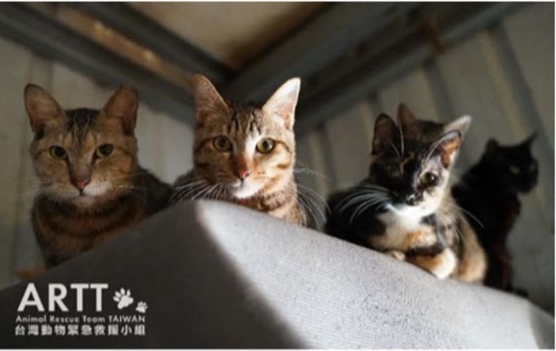 ▲台灣動物緊急救援小組20多年，拯救了上萬隻貓狗，同時也協助貓狗認養。圖片來源：台灣動物緊急救援小組