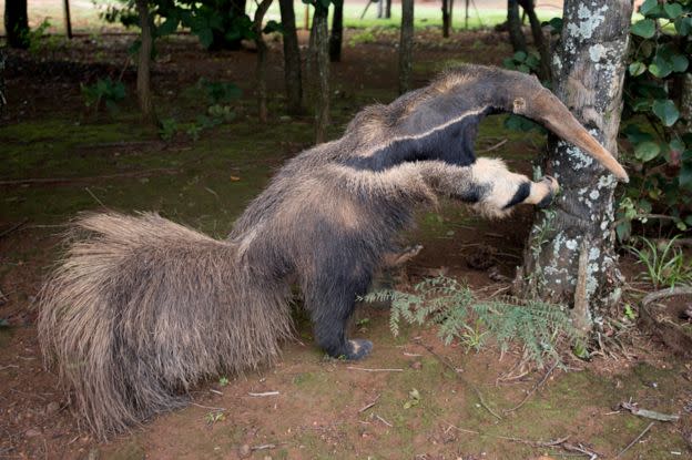 The stuffed anteater was found at a nearby visitors’ centre (NHM)