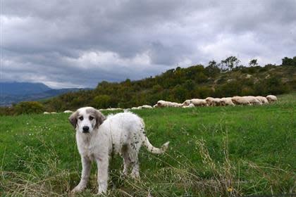 Anatolian Shepherd