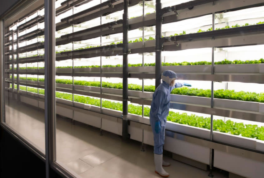 <p>Ein Arbeiter überprüft Salatköpfe, die innerhalb eines sterilen Raumes unter LED-Lichtern im Werk der Panasonic Corporation in Fukushima, Japan, angebaut werden. (Bild: Tomohiro Ohsumi/Getty Images) </p>