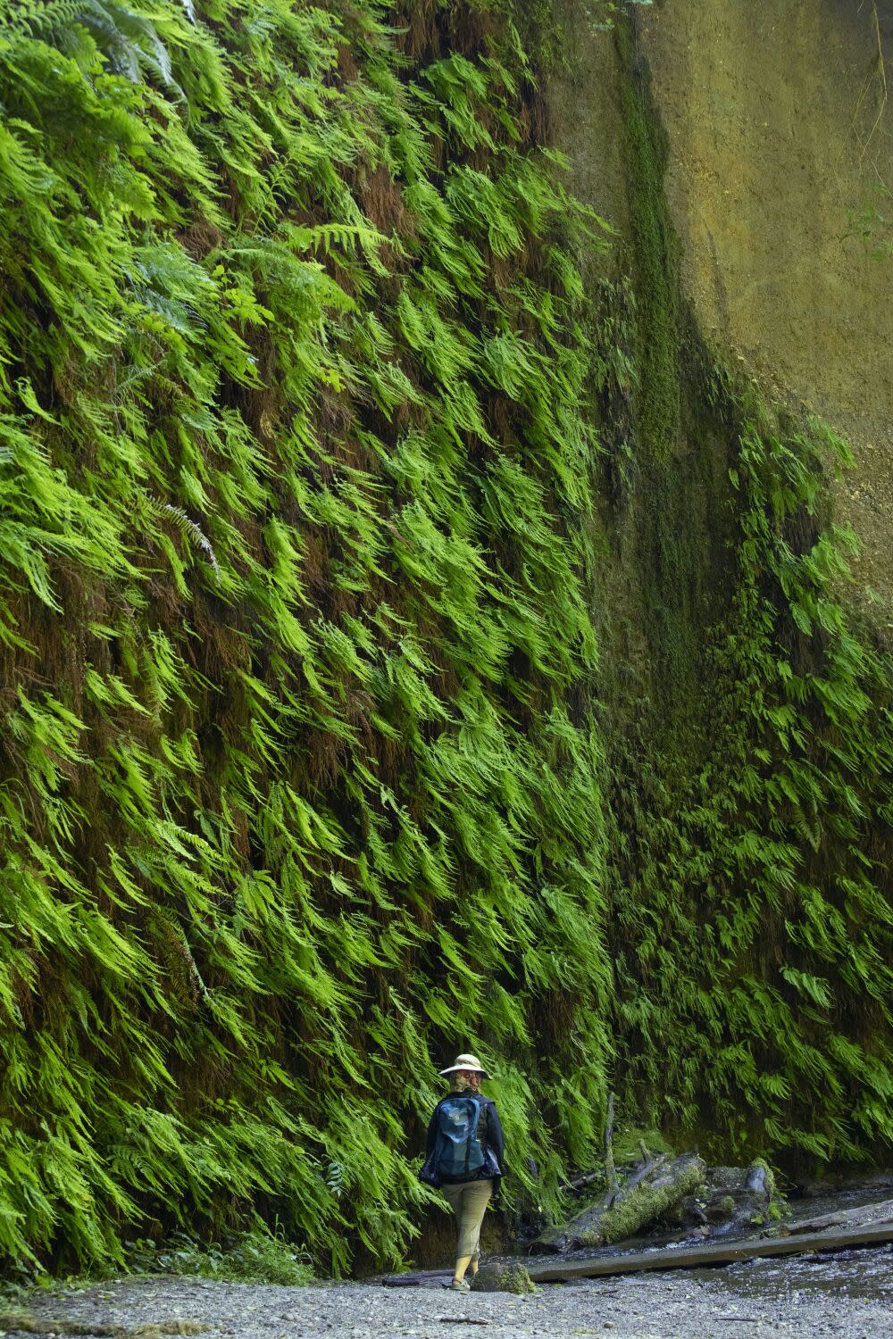 A hiker passes 50-foot-tall walls covered in ferns.