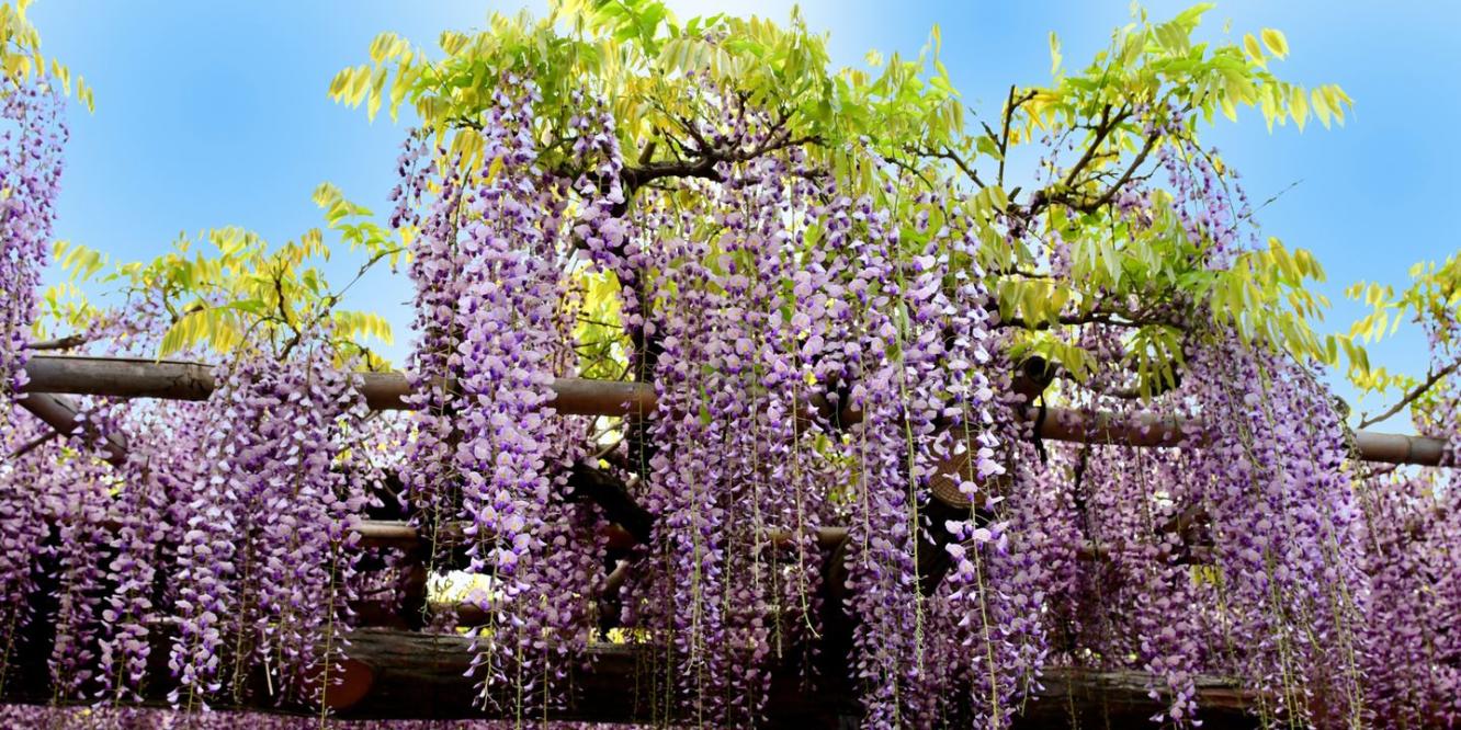 wisteria seedlings