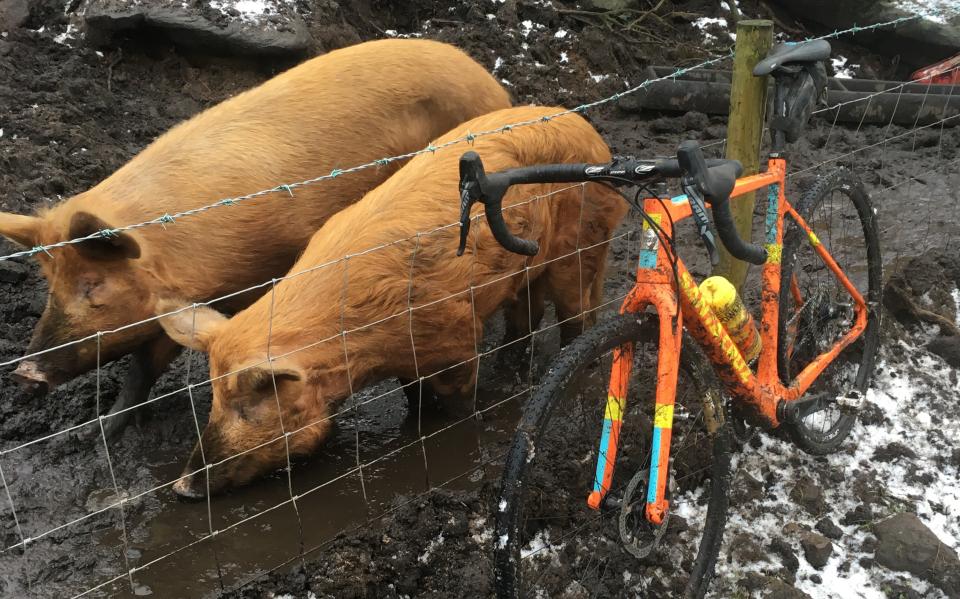 Pigs in mud