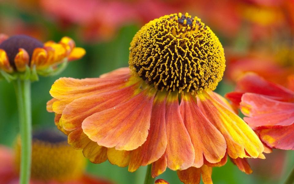 Helenium 'Sahin's Early Flowerer' - Marianne Majerus