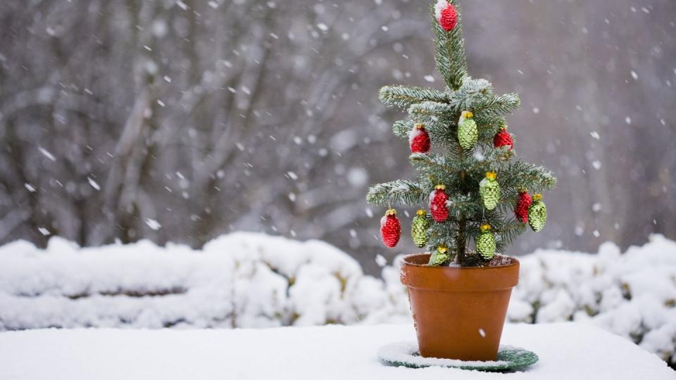 outdoor christmas planters decorated tree