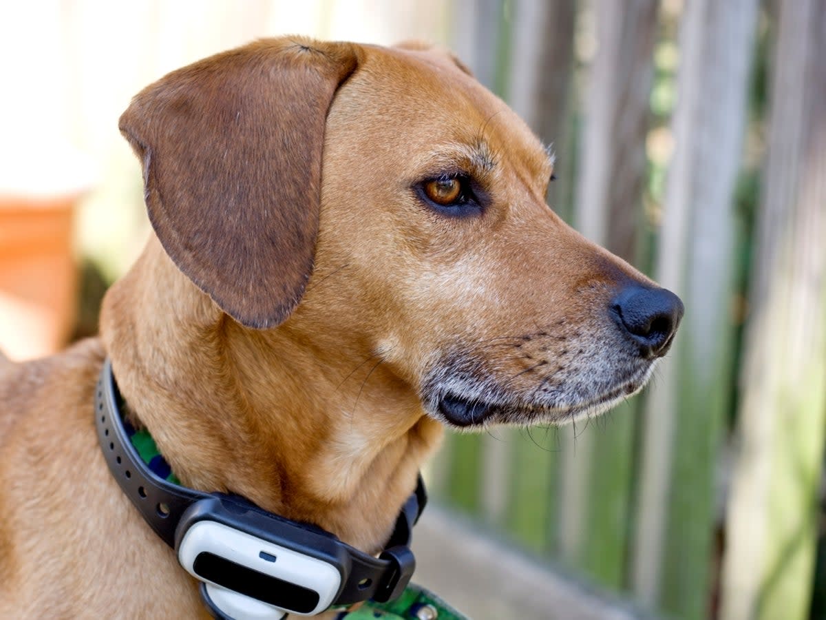 Mixed breed dog with an electronic collar on (Getty Images/iStockphoto)