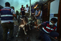 People leave with their animals as advancing fires rage Hisaronu area, Turkey, Monday, Aug. 2, 2021. For the sixth straight day, Turkish firefighters battled Monday to control the blazes that are tearing through forests near Turkey's beach destinations. Fed by strong winds and scorching temperatures, the fires that began Wednesday have left eight people dead. Residents and tourists have fled vacation resorts in flotillas of small boats or convoys of cars and trucks. (AP Photo)