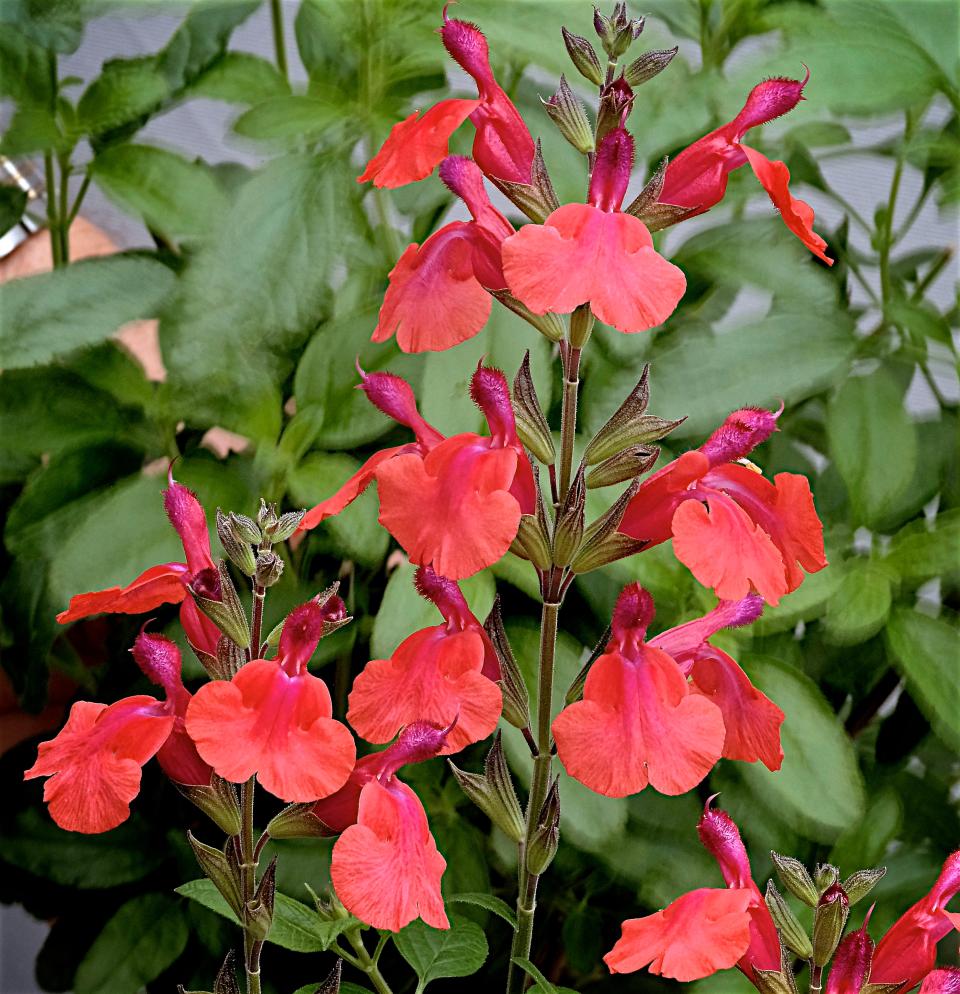 SALVIA MICROPHYLLA