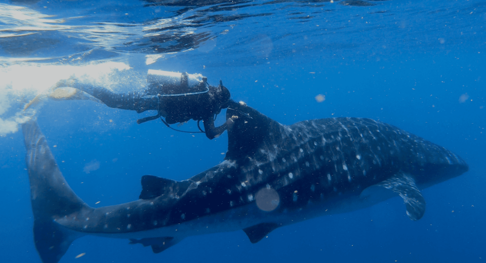 Rafael de la Parra, executive director of Ch’ooj Ajauil AC, an ocean conservation organization in Mexico, affixes a satellite tag to the dorsal fin of whale shark Rio Lady in 2018.