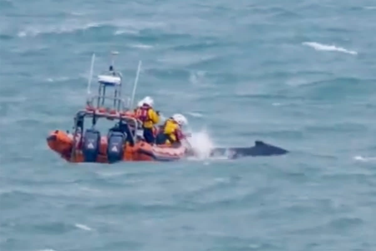 The humpback whale had been spotted several times off the coast in recent weeks before becoming tangled in fishing rope (The Dolphin Lady)