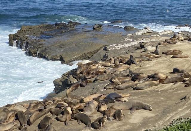 San Diego sea lions beach closed to humans after selfies, harassment