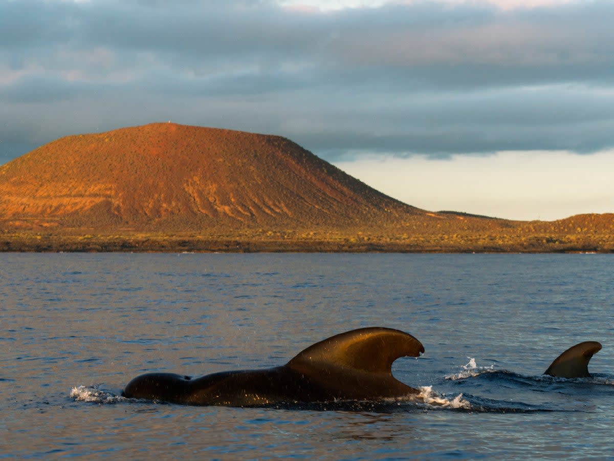 Pilot whales can be spotted year-round in Tenerife (iStock)
