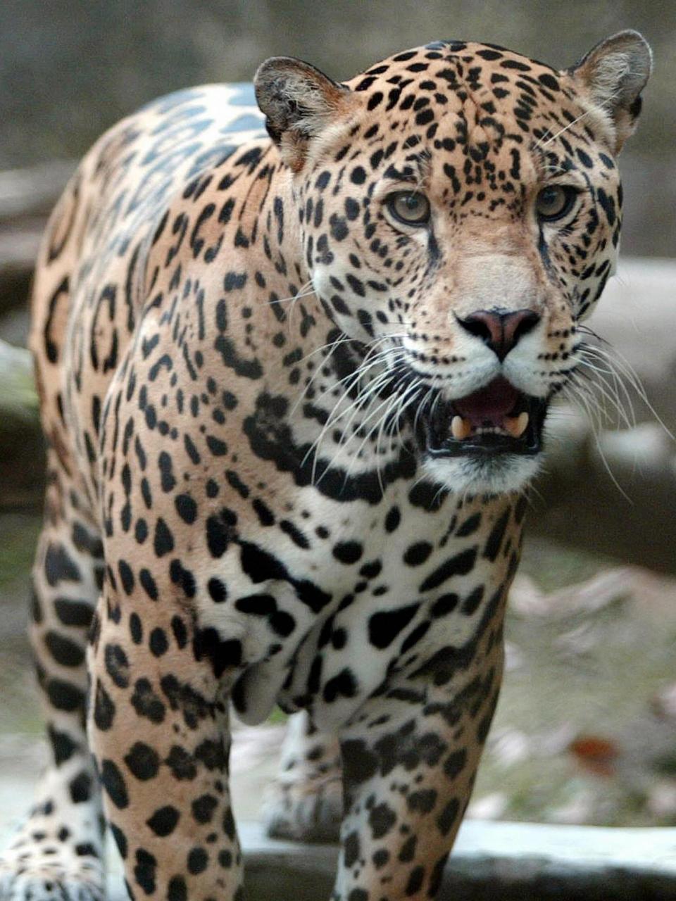 Changing our spots: if we don't change our diets then animals, such as jaguar, face extinction (AFP/Getty)