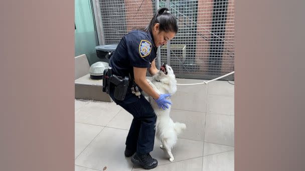 PHOTO: In this photo posted to the to the NYPD 19th Precint's Twitter account, Officer Manaraj is shown with the rescued dog. Officer Manaraj helped rescue the pup and has now adopted the animal. (@NYPD19Pct/Twitter)