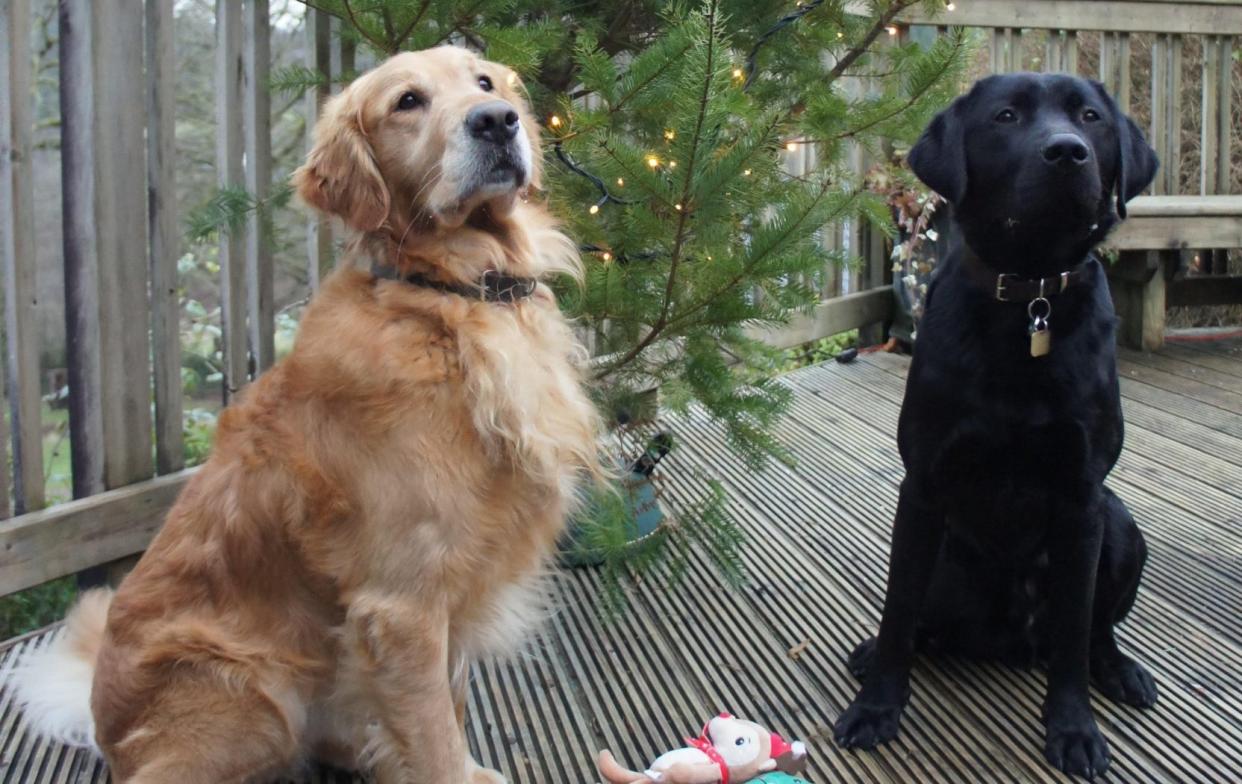 Albus, a black labrador, and Spencer, a golden retriever, have now settled into their rural Carmarthenshire home