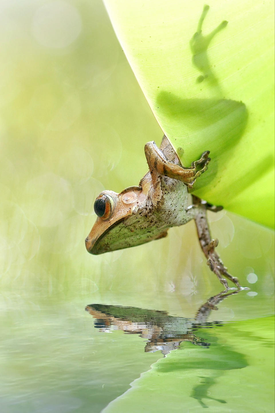 'The rain singer': A frog looks at it's reflection in the water in Semarang, Indonesia.