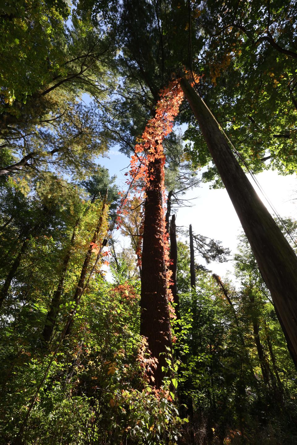 Fall foliage in the Brockton Audubon Preserve on Tuesday, Oct. 12, 2021.