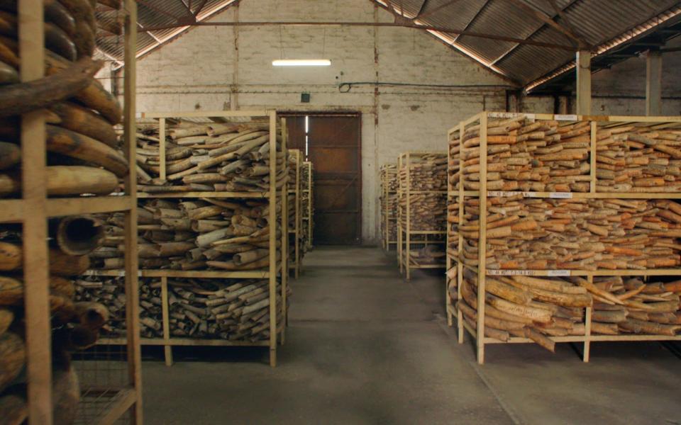 The Ivory Store in Dar Es Salaam, Tanzania - seen in the film - contains 145 tons of ivory - ITV