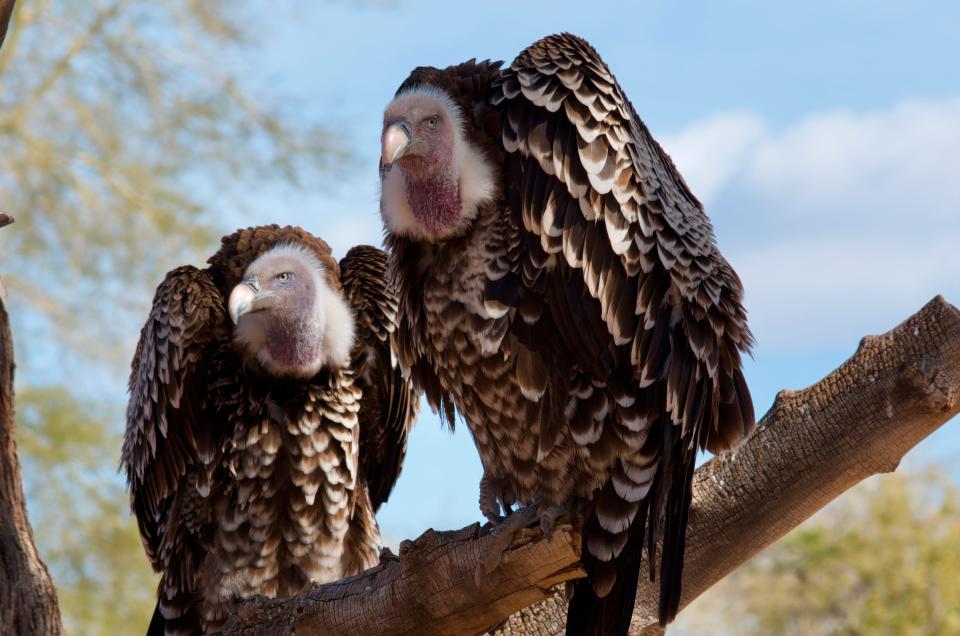 Rüppell's griffon vultures have been spotted as high as 37,000 feet, where passenger planes cruise. They can soar for hours each day.
