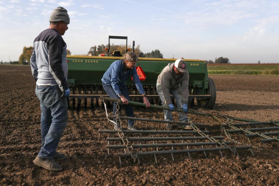 Jose Vasquez, left, Gayle Goschie, center, and Eloy Luevanos work to set up a harrow to be pulled behind a grain hopper and tractor in preparation for planting winter barley at Goschie Farms in Mount Angel, Ore., Tuesday, Oct. 31, 2023. Fall is the off-season, but recently, her farming team has been adding winter barley, a relatively newer crop in the world of beer, to their rotation. In the face of climate change, Goschie will need all the new strategies the farm can get to sustain what they produce and provide to local and larger breweries alike. (AP Photo/Amanda Loman)