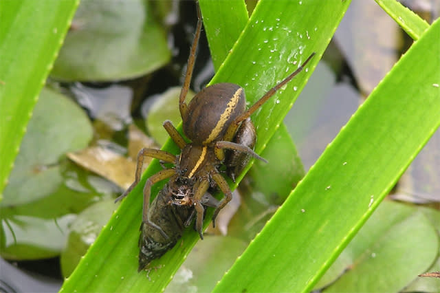 fen raft spider