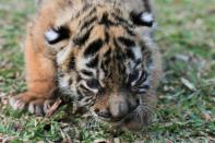 Covid, a Bengal tiger cub, named after the coronavirus disease (COVID-19) outbreak, is pictured at the zoo in Cordoba